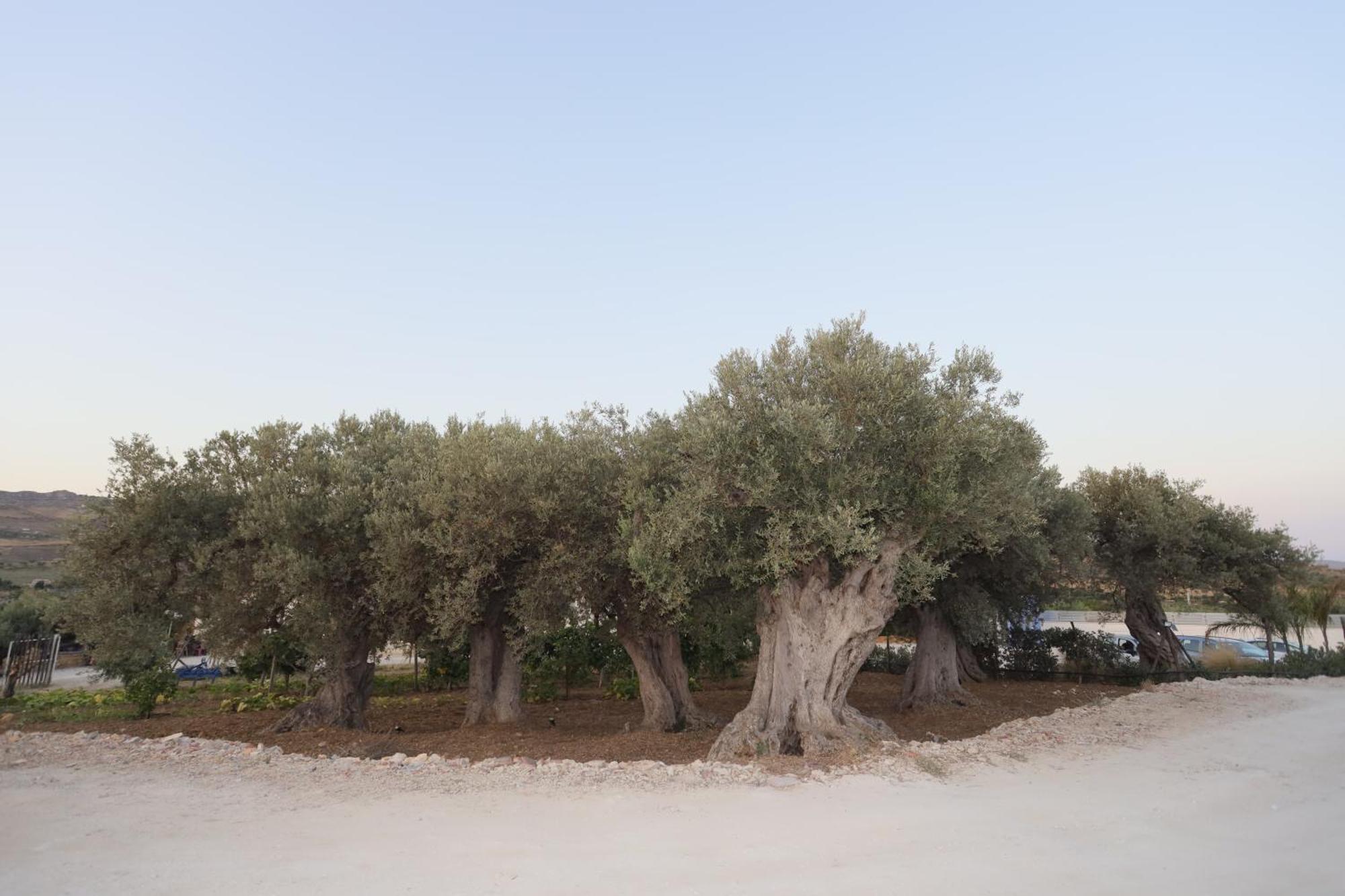 Relais Dea Degli Ulivi House Hotel Agrigento Buitenkant foto